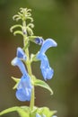 Gentian sage Salvia patens Cambridge Blue, stunning light blue flowers